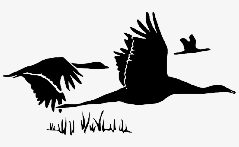 Image Result For Canada Geese Outline - Flock Of Geese Clip Art, transparent png download