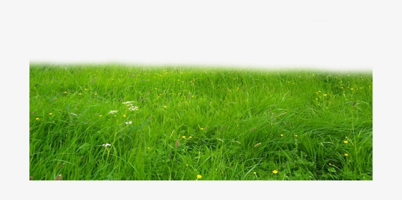 Hd Grass Png - Deviantart Grass Png, transparent png download