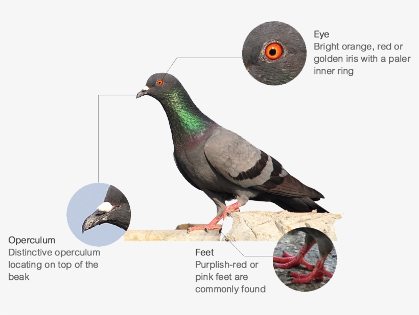 Features - Stock Dove, transparent png download