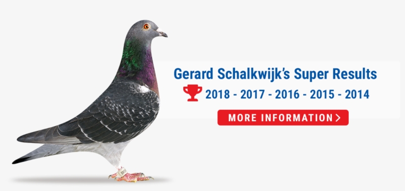 Gerard Is User Of - Rock Dove, transparent png download