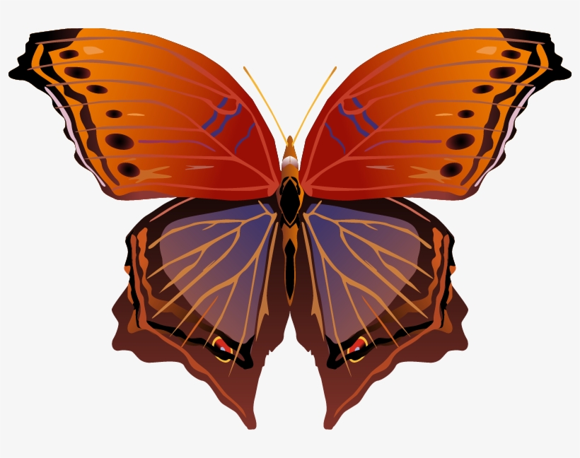 Butterfly Png Images - Brush-footed Butterfly, transparent png download