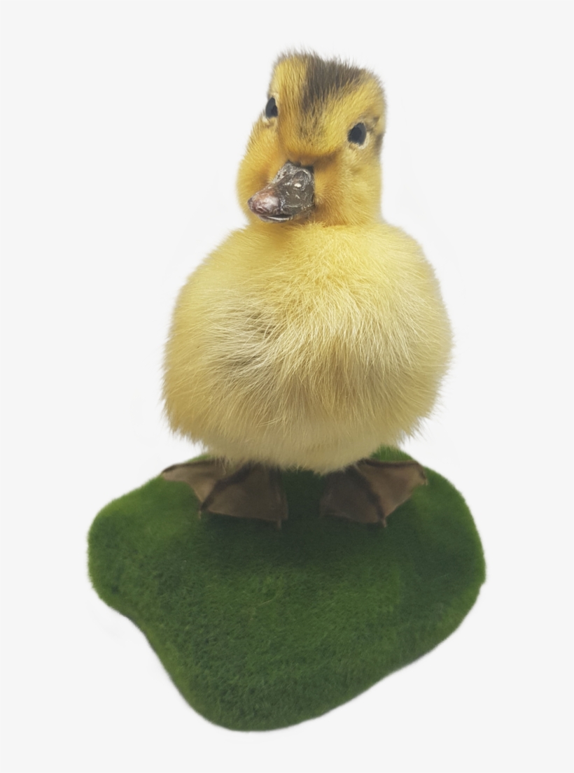Taxidermy Yellow Duckling - Duck, transparent png download
