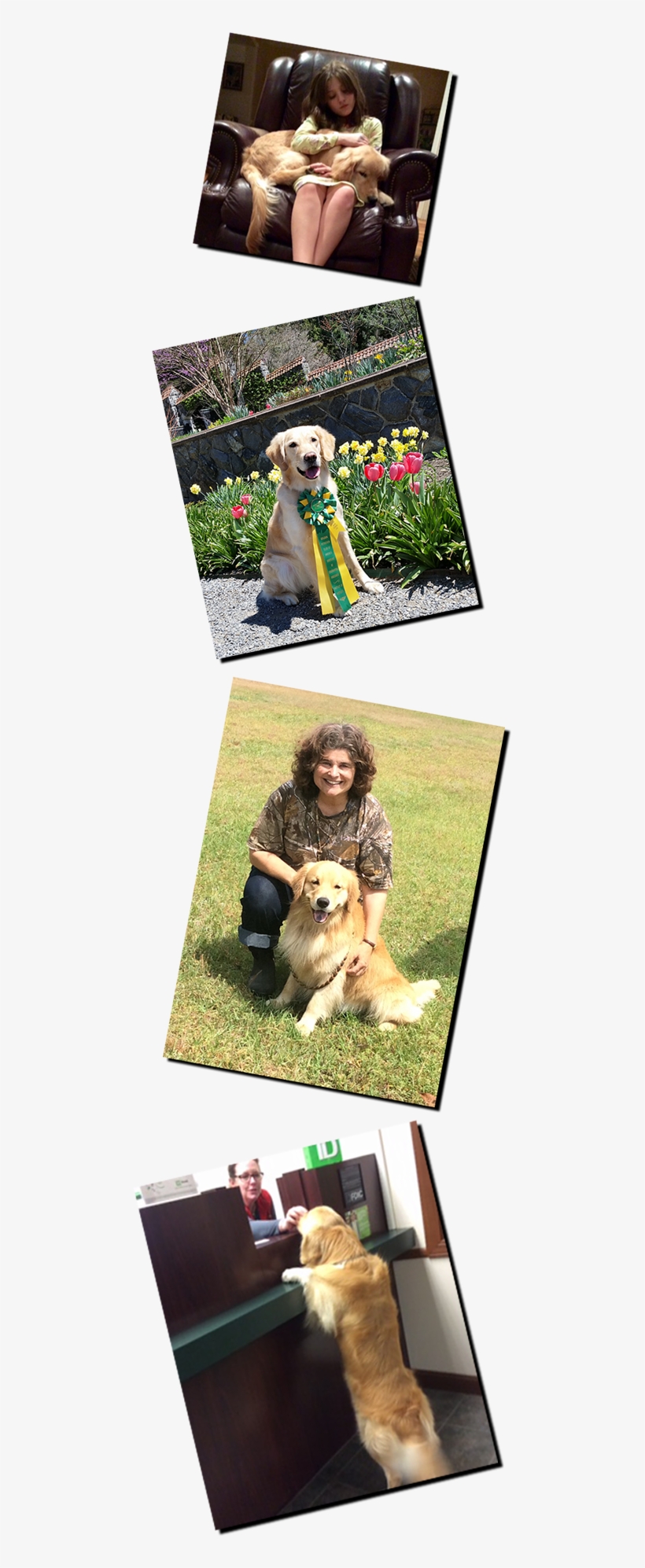 Peggy Zionts, Rhyme, Llanfair Hypnautic E I E I O Cca - Meerkat, transparent png download