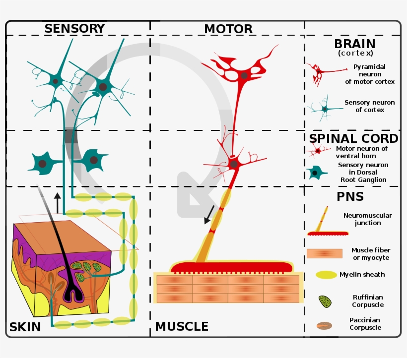 Simplified Schema Of Basic Nervous System Function - Organization Of Nervous System, transparent png download