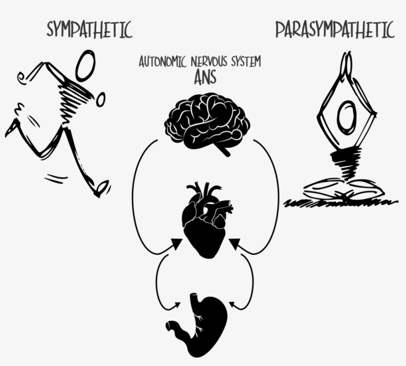 Examples Of How The Ans Works Are Png Ans Autonomic - Illustration, transparent png download