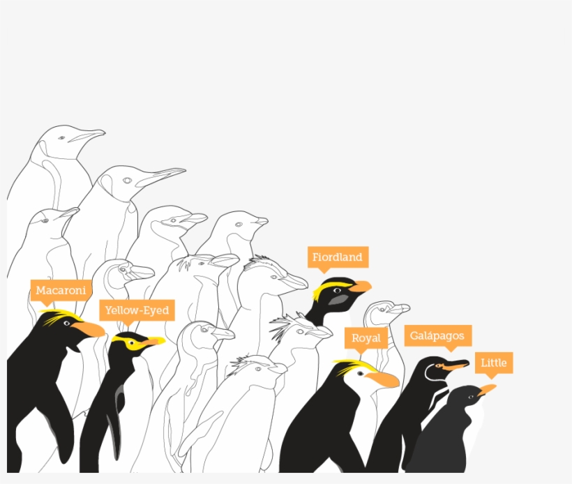 Predators - King Penguin, transparent png download