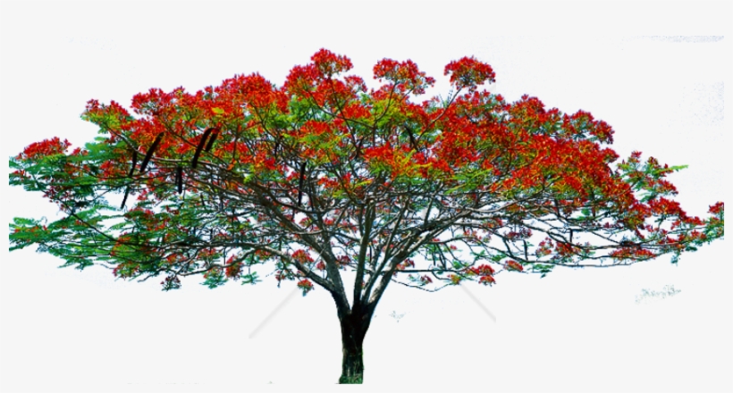 Free Png Spring Tree Png Png Image With Transparent - Tree Image Hd Png ...