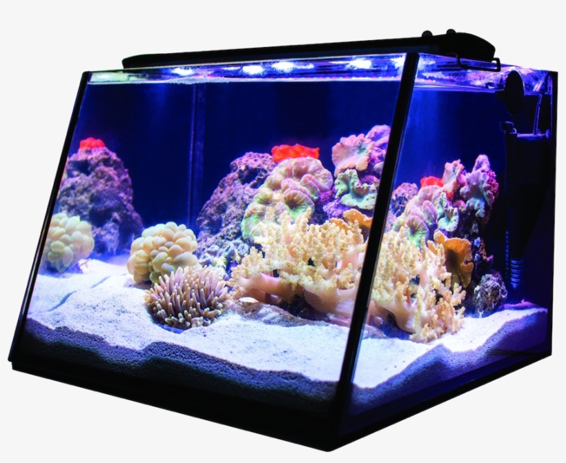 Lifegard Aquatics Full View Aquarium Reef - Aquarium, transparent png download