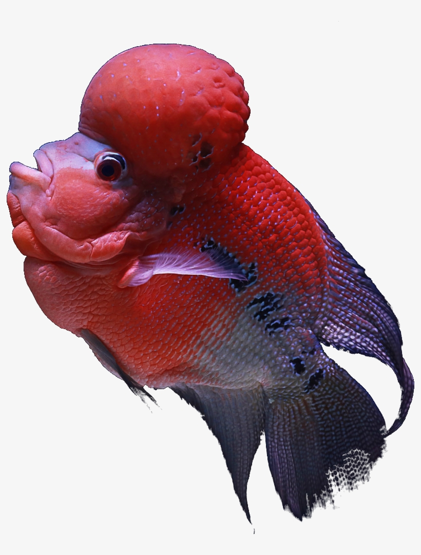 Bird, transparent png download