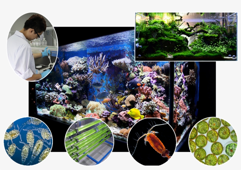 V2o Aquarium Foods - Algae Photobioreactor, transparent png download