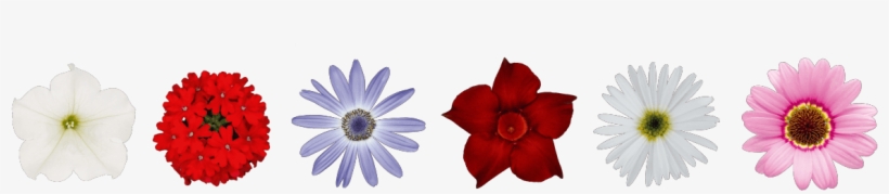 Flower Banner - African Daisy, transparent png download