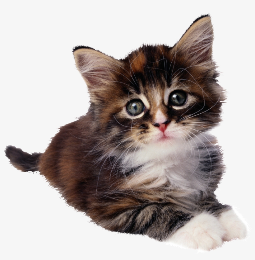 Sphynx Cheetoh Kitten Felidae - Cute Allergy Free Cat, transparent png download