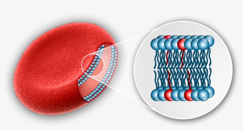 In Any Sample Type - Red Blood Cell Fatty Acid, transparent png download