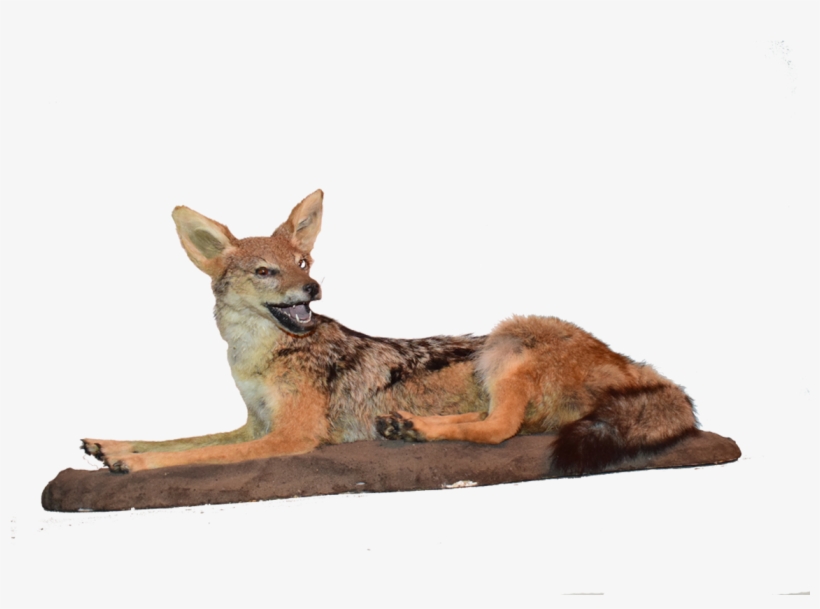 Jackal Full Mount Jfm - Grey Fox, transparent png download