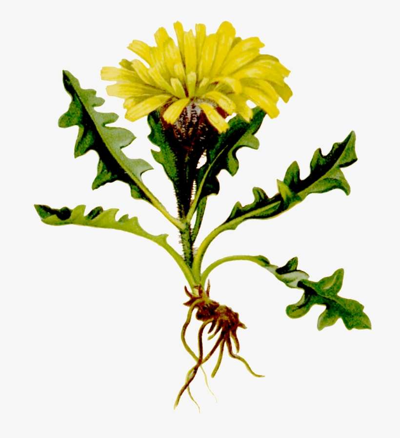 Hand Painted One With Root Yellow Wild Chrysanthemum - Chrysanthemum, transparent png download