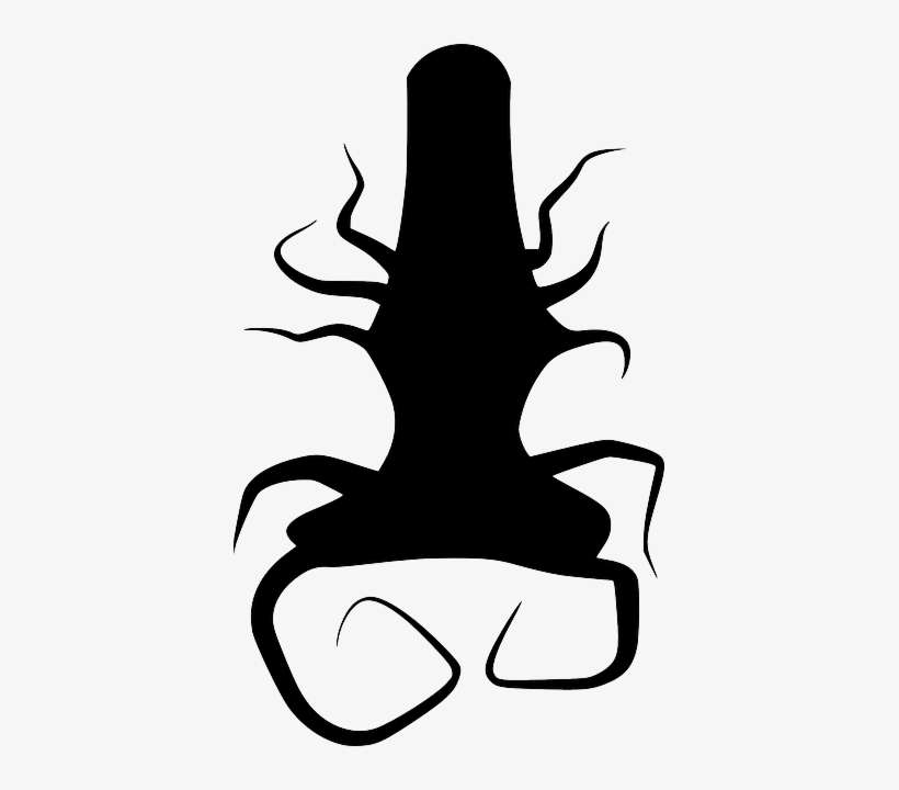 Black, Silhouette, Tree, Roots, Plant, Thing, Root - Akar Pohon Vektor, transparent png download