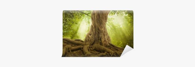 Big Tree Roots And Sunbeam In A Green Forest Wall Mural - Big Tree, transparent png download
