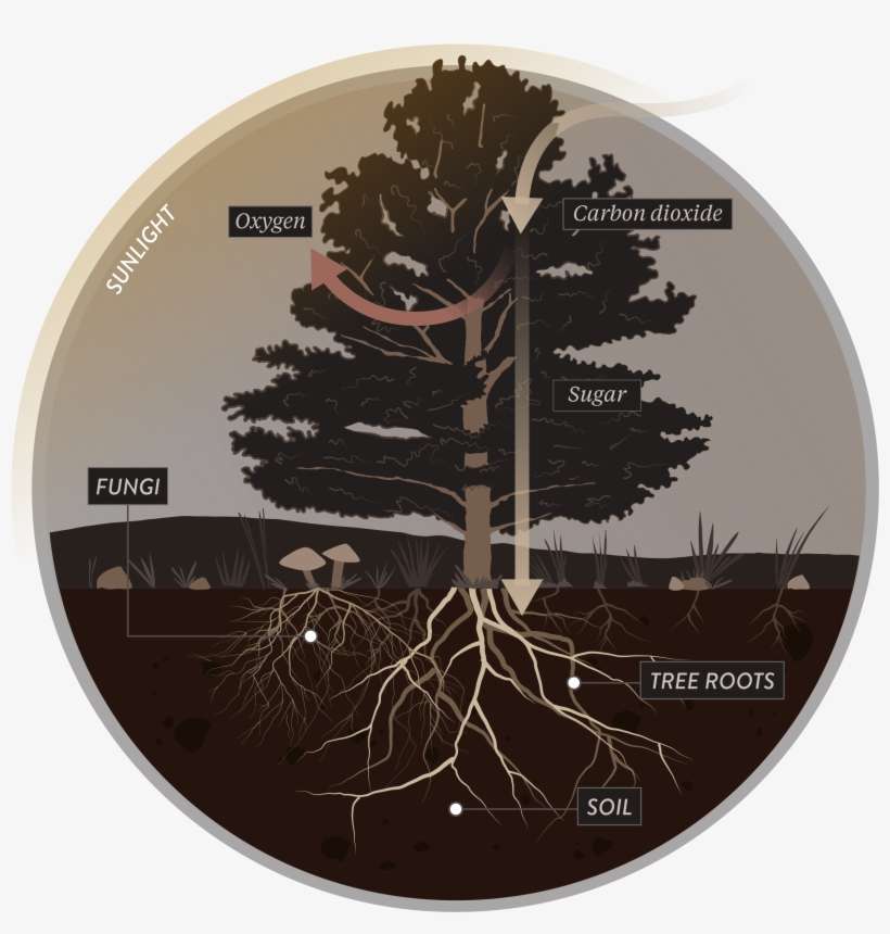The Fungus Among Us - Tree Root Mycorrhiza, transparent png download