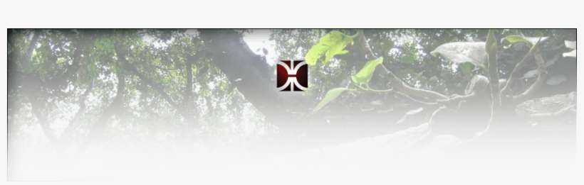 Trees And Neighbors Darrin Class, Attorney At Law - Tree, transparent png download