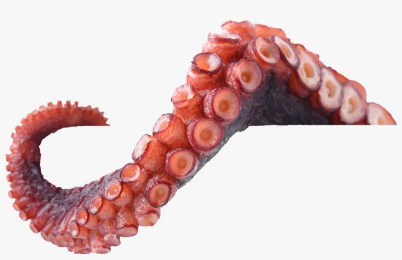 Tentacle By Liv - Tentacle Png, transparent png download