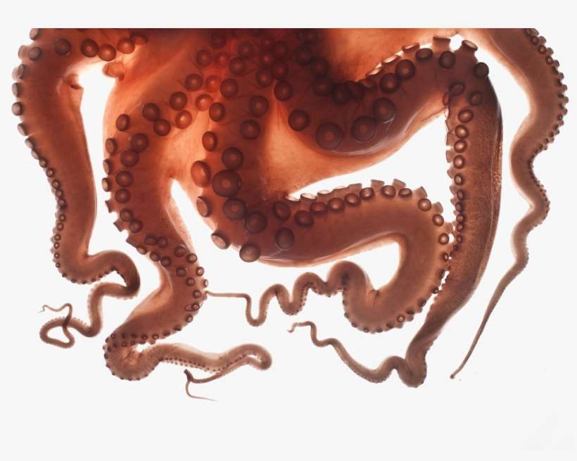 Octopus Tentacles Transparent Background - Transparent Background Octopus Tentacles Png, transparent png download
