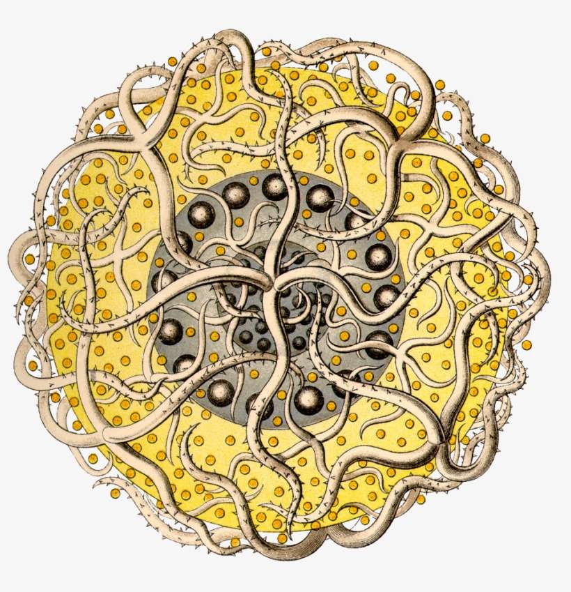 Kdn/polycyttaria/sixteen Black Dot Tentacles Copy - Ernst Haeckel, transparent png download