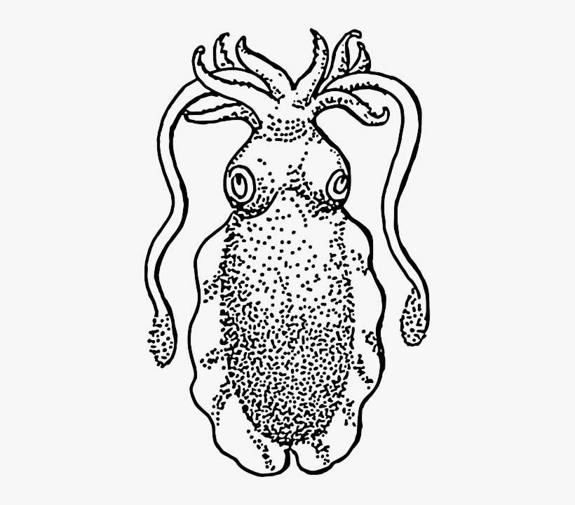 Water, Drawing, Ocean, Swim, Tentacles, Cuttlefish - Cuttlefish Drawing, transparent png download