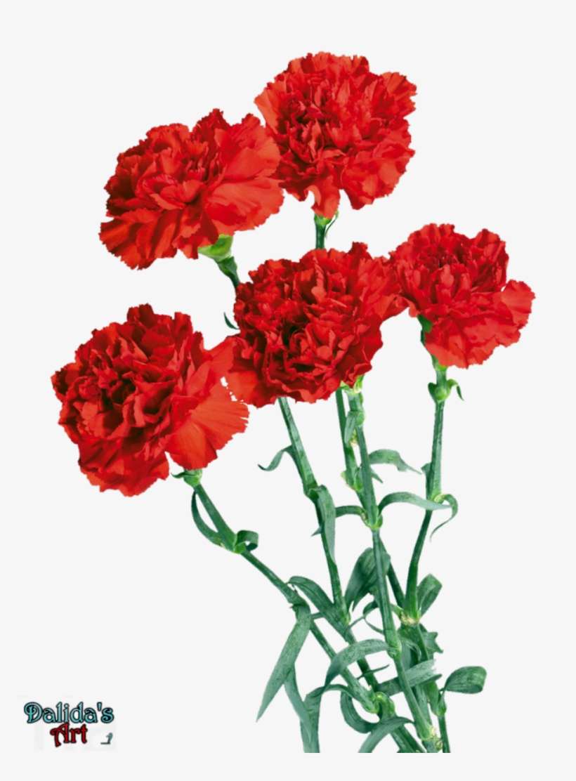 Carnation Flower Png - Гвоздики Красные PNG Image | Transparent PNG ...
