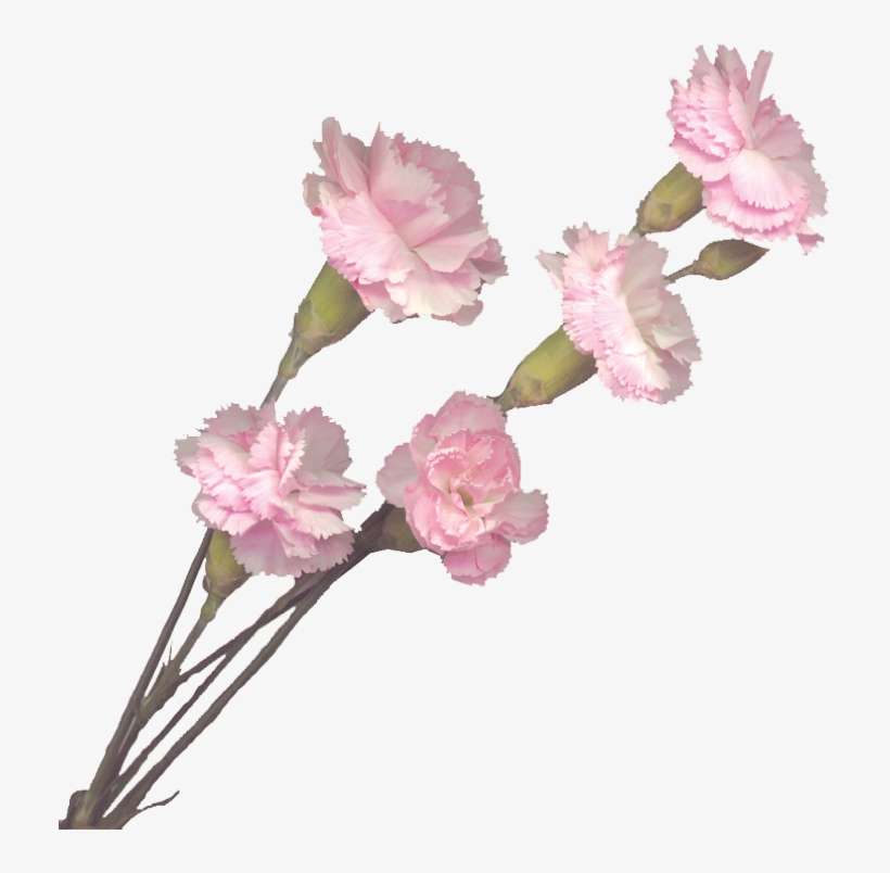 Carnations Captures The Meaning - Carnations Transparent, transparent png download