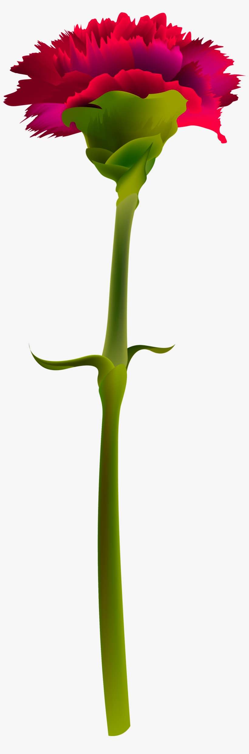 View Full Size - Red Carnation Flower Png, transparent png download