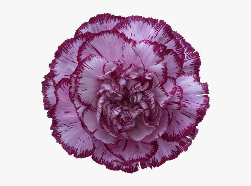 Bacarat Purple Carnation - Carnation Blue Copernico, transparent png download