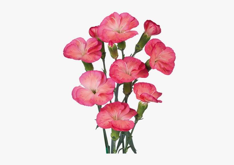Petunia, transparent png download