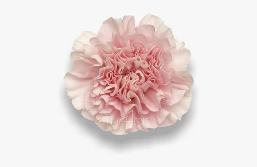 Carnation, transparent png download