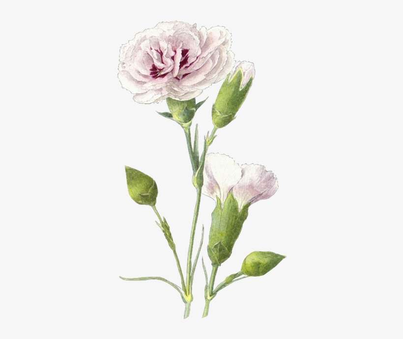 Carnations Clip Art PNG Image Transparent PNG Free Download on SeekPNG