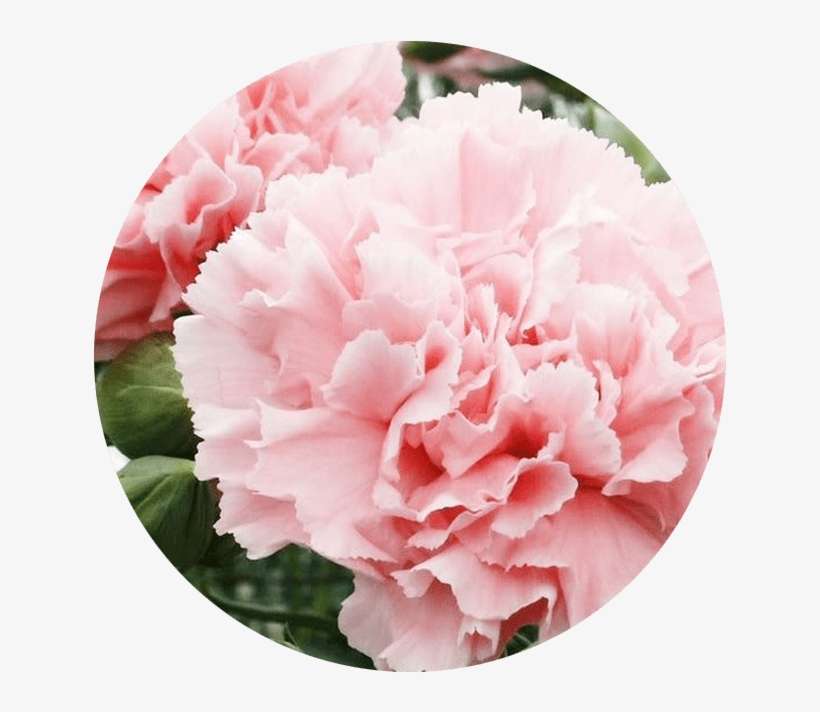 Outsidepride Carnation Rose - 1000 Seeds, transparent png download