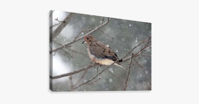 Dove In The Snow Canvas Print - Dove In The Snow, transparent png download