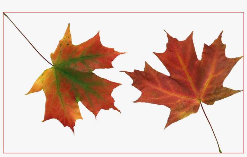 Autumn Png Leaf - Autumn Leaves, transparent png download