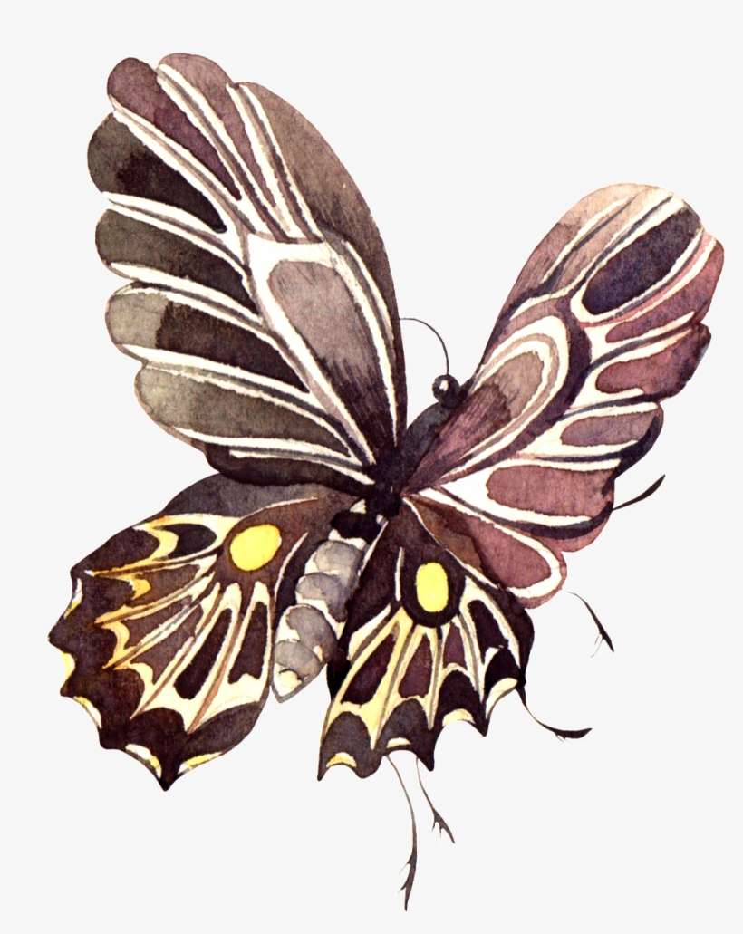 Pintado A Mano De Color Marron Oscuro Mariposa Png - Portable Network Graphics, transparent png download