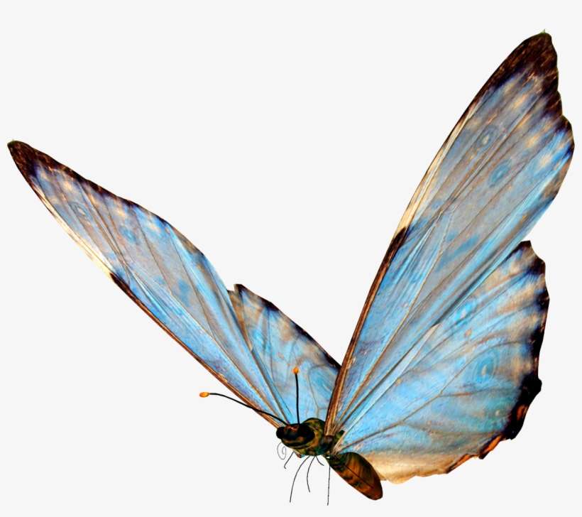 Butterfly15 - Butterfly Png, transparent png download