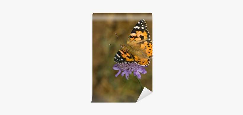 Painted Lady Butterfly, transparent png download