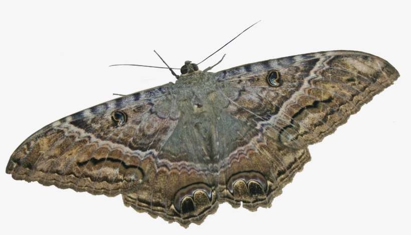 Mariposa Nocturna Ii - Mariposa Nocturna Del Pino, transparent png download