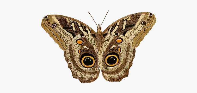 Free Caligo Teucer - Moth Clipart, transparent png download