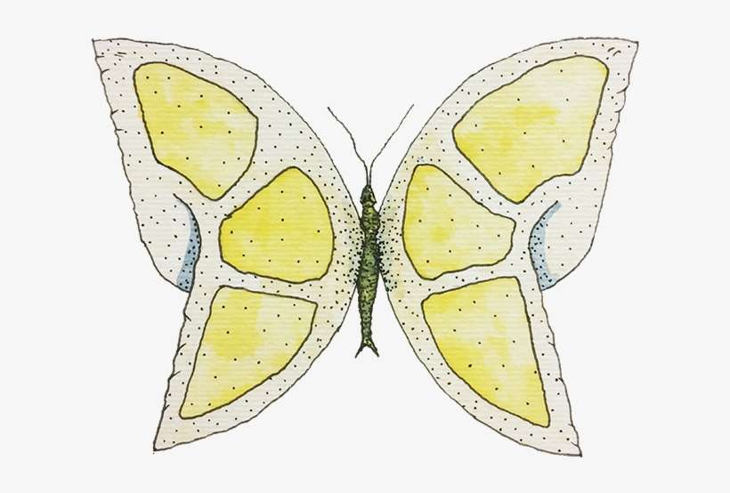 < Inicio - Swallowtail Butterfly, transparent png download