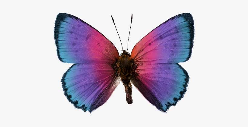 Mariposas Imagenes - Discover Butterflies & Moths: Level 2 Reader, transparent png download