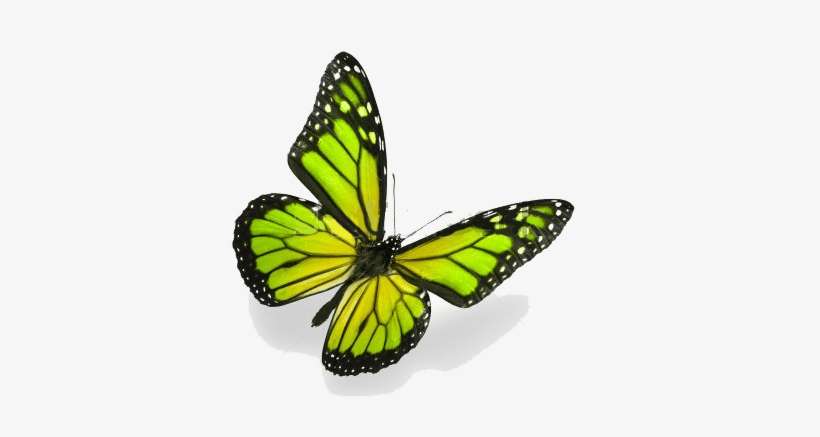 Mariposa - Monarch Butterfly, transparent png download