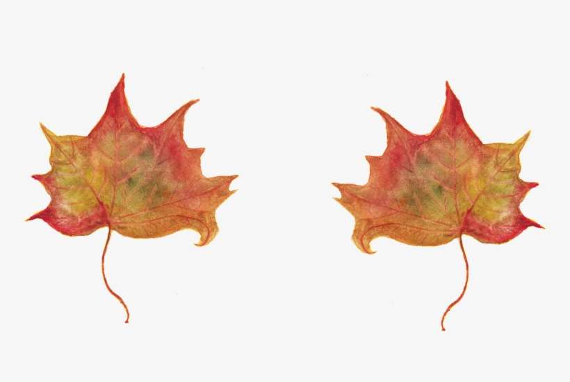Leaf,maple Leaves,red Leaf,autumn Leaf,autumn Leaves,watercolor, - Un Qualsiasi Mattino Di Settembre Als Ebook Von Luciana, transparent png download