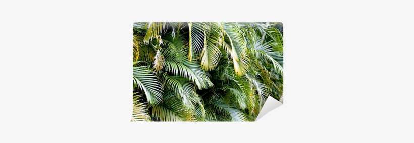 Palm Trees, transparent png download