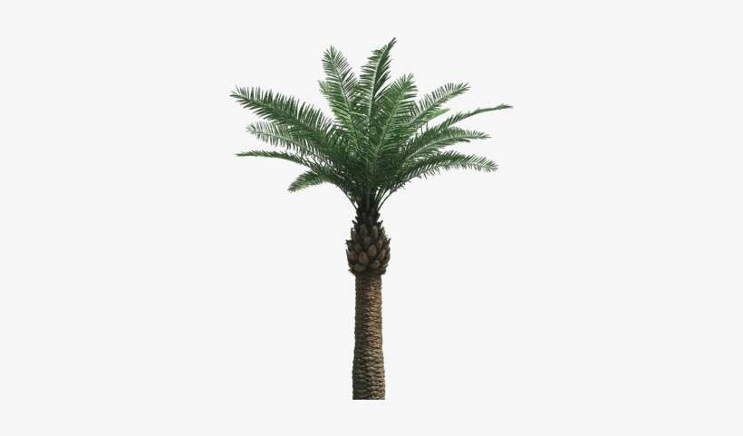 Large Palm Tree - Palm Png, transparent png download