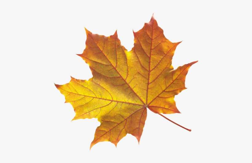 Жапырақтар суреті. Осенние листья. Лист клена. Лист клена на белом фоне. Изображения кленовых листьев.