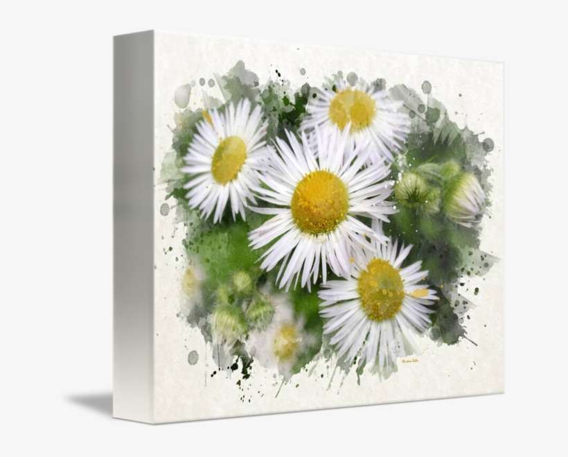 Png Black And White Stock Garden Painting By Christina - Thank You - Daisies - Watercolor Painting Card, transparent png download